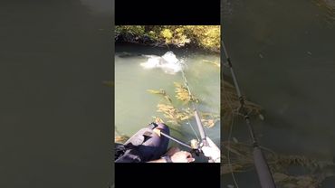 Giant Catfish SURFACE ATTACK 😱 #fishing #silure #pêche #catfish #attack #short #epiccatch