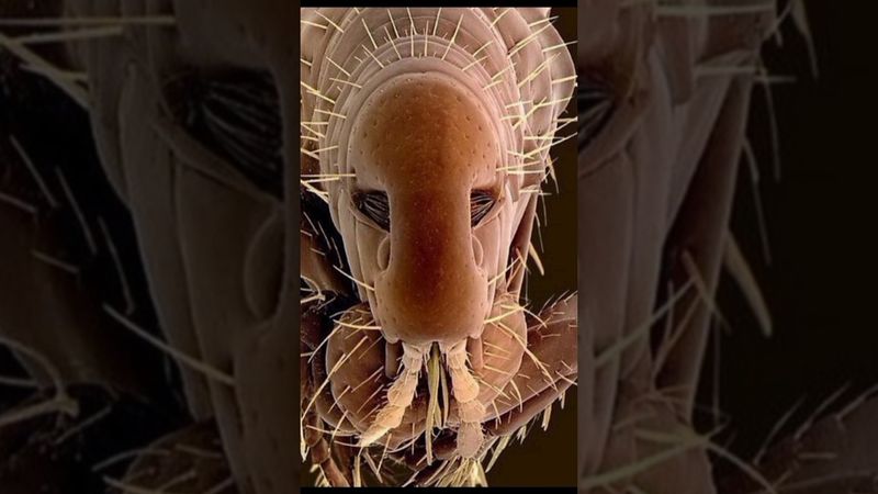 ТОП-8 ЖУТКИХ вещей под микроскопом! 🔬