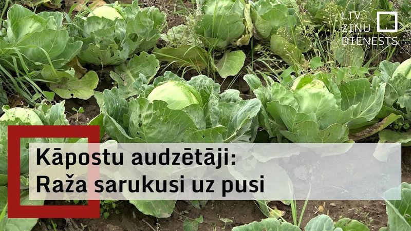 Lietavu postījumi un kaitēkļi šogad smagi skāruši arī kāpostu audzētājus