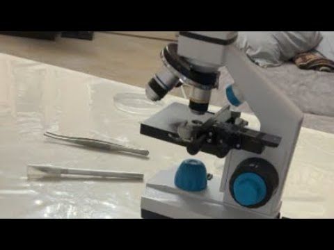 Бью током Глистов под микроскопом