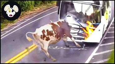 Tragic ! 50 Heartbreaking Moments Invasive Species Collide With Supercars And Electric #wildlife