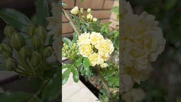 Роза Бенкса #розы #цветы #природа #шортс #сочи #весна #красота #сад #shorts #nature #rose #roses