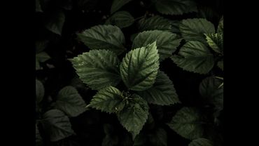 «ДЕПРЕССИВНОЕ РАССТРОЙСТВО, ПРЕОДОЛЕВАЯ ПЕЧАЛЬ»