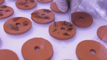 В Греции выращивают бурые водоросли, чтобы восстановить подводный лес