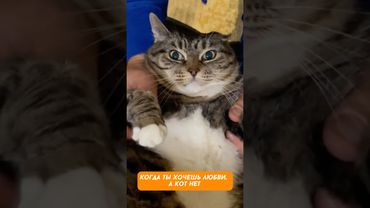 Как разозлить кота за 3 секунды 😂 до конца
