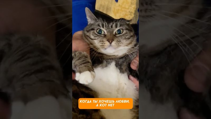 Как разозлить кота за 3 секунды 😂 до конца