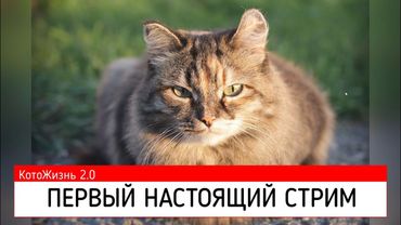 Запись стрима. Понемногу обо всём. 30 ноября 2025