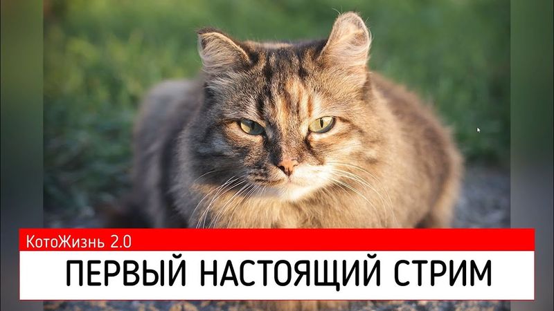 Запись стрима. Понемногу обо всём. 30 ноября 2025