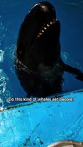 Do this kind of whales eat people?#popular #gag #usa_tiktok #america ...