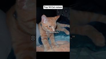 What’s your favorite cat noise? #funnycats #catnoises #funnycats