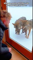 When two wolves put their cubs at my doorstep, and then…#artificialin...