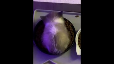 Funny cat sounds😹😹🥰#funny #kittycat #kitty #cute #kitten ##catlove #fypツ #foryou #funnycat