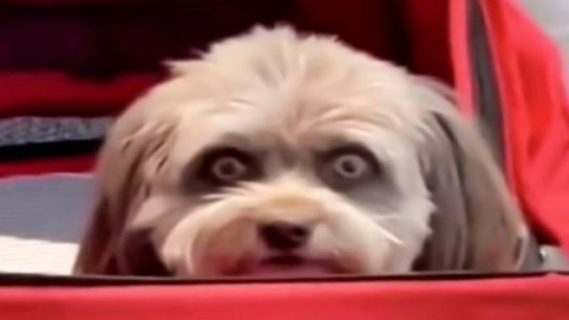 you laugh 0,5 times, you lose