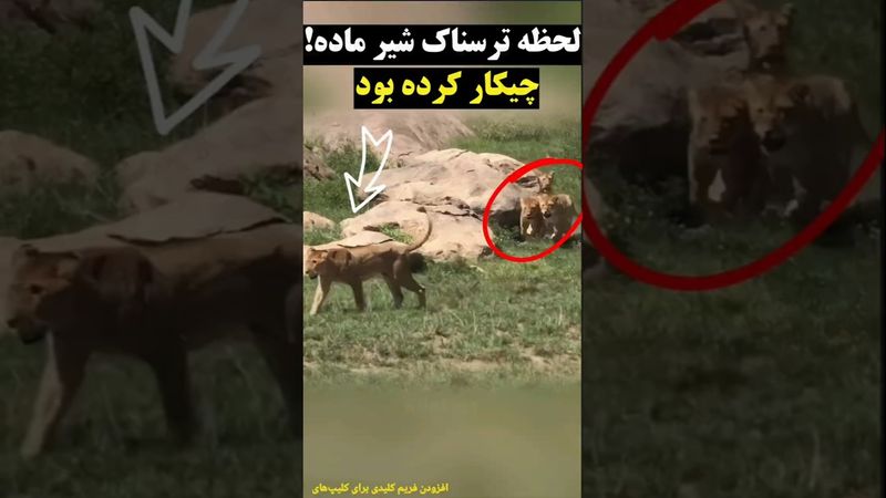 حمله وحشیانه شیرها💔#شیر  #Lion#WildAttack#SavageNature