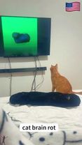 Cat brainot🤣🤣#catlover #funnyvideos #fyp #foryou #cat #pet #tiktok #u...