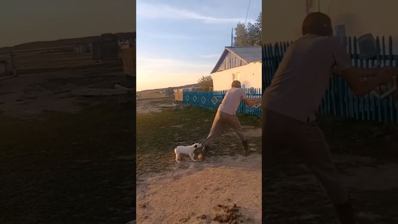 A dog and a horse#funnyvideo #смешные #приколы #прикол