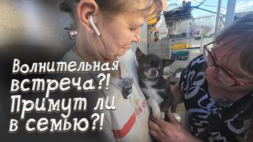 Судьбоносная встреча...Подружатся ли чихуахуа и обретёт ли малышка дом?!