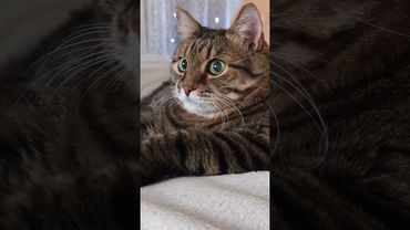 Идеальный сосед 😻🤗😉🤣 #cat #кот #позитив #популярное #юмор #цитаты #приколы #котушка