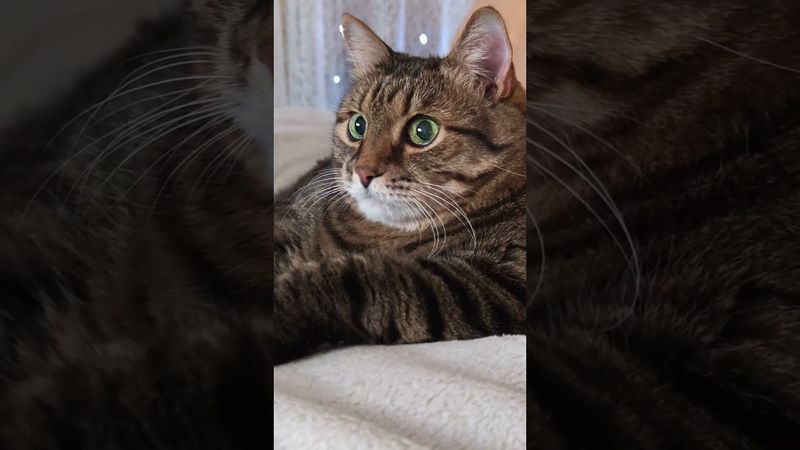 Идеальный сосед 😻🤗😉🤣 #cat #кот #позитив #популярное #юмор #цитаты #приколы #котушка