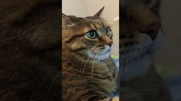 Плохое утро 🙀🤔😆🤣 #cat #кот #юмор #котушка #приколы #позитив #топ #смех