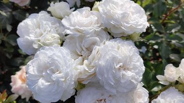 Роза Грейт Норт Истерн Роуз в Подмосковье