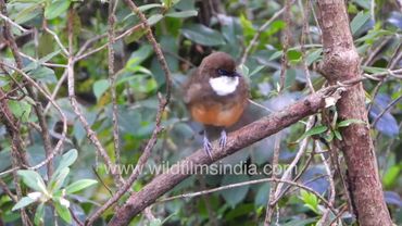 White throated Laughing Thrush stream bathing: cheery hill bird from the Himalaya with orange rump