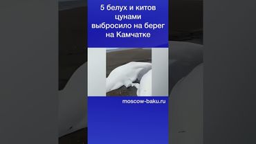 5 белух и китов цунами выбросило на берег на Камчатке