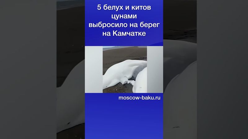 5 белух и китов цунами выбросило на берег на Камчатке