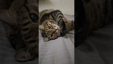 Работа стоит 😼🫢🤔🤣 #cat #кот #юмор #котушка #кино #фильм #приколы