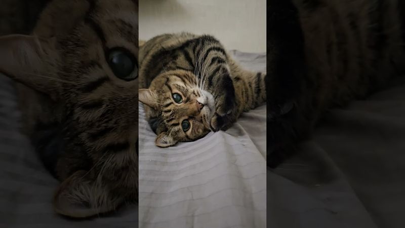 Работа стоит 😼🫢🤔🤣 #cat #кот #юмор #котушка #кино #фильм #приколы