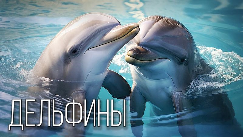 Мозг Океана: Тайная Жизнь Дельфинов, Косаток и Кашалотов | Интересные факты про зубатых китов