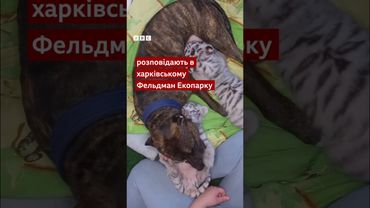 В екопарку Харкова собака усиновила тигренят. Як живе незвичайна родина? #shorts  #харків  #собака