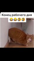 #самыесмешныевидео #самыесмешныеприколы #смешныеживотные2021 #конецра...