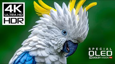 Unstoppable Beauty of 4K Videos | 4K HDR 120fps | Dolby Vision