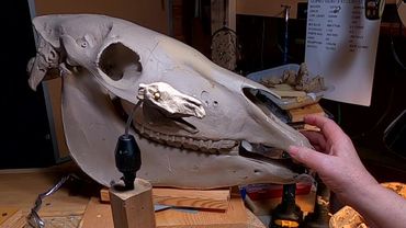 A BURR ON THE SADDLE BLANKET   Redoing the Horses Head