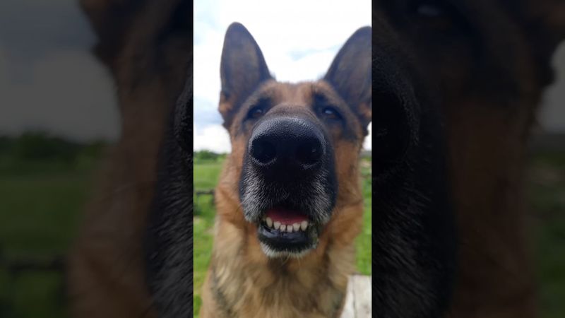 Срочно ищу работу 😂 #собака #funnyvideo #веселье #смешно #весело