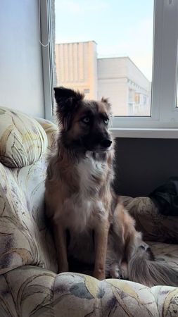 Так-то Мона смелая и дерзкая😆  Но гостей в нашем доме она не ждет 😅