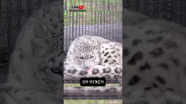 Снежный Барс. Большая Кошка с Хвостом во Рту 😸