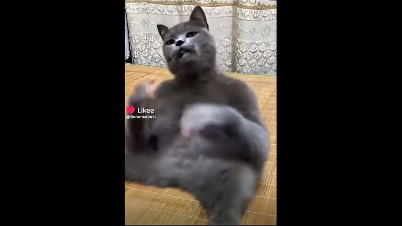 Кот пердит 5 минут ии