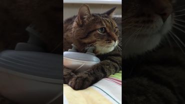 Спокойной ночи 🥱🐱😻❤ #cat #кот #юмор #котушка #приколы #прикольныекоты