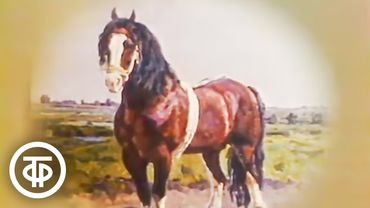 Отчего и почему. Лошади (1986)