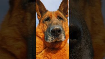 А чем вы вообще занимаетесь 😂 #germanshepherd #смешновидео #собака #funny #shorts