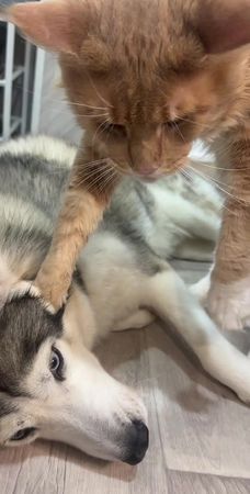 #хаски #хаскиголубыеглазки #приколы #хаскиприколы #husky #huskylife #fluffyfriends #petsoftiktok #рекомендации #мейнкуны #мейнкун #mainecooncat #mainecoon 