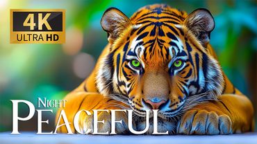 Peaceful Night 4K 🌙 Discovery Relaxation: Wonderful Wildlife Movie with Relaxing Piano Music