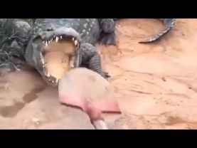 UNUSUAL MEMES COMPILATION V348