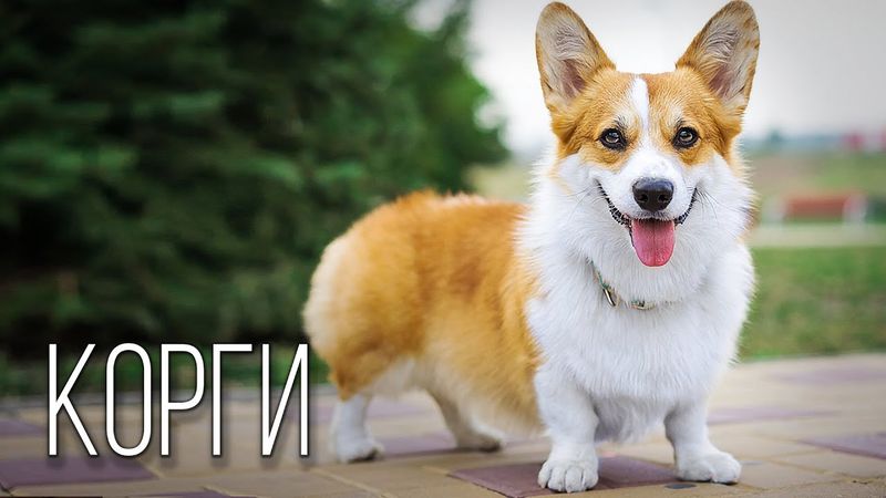 Корги: Маленький Пастух Большого Королевства | Интересные факты про породу собак корги