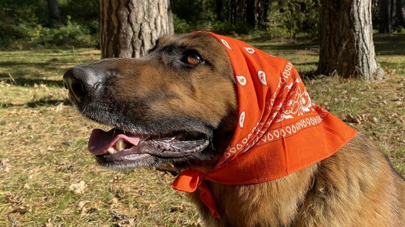 German Shepherd Dog Before Birth Mating Pregnancy Dog Labor Possible Problems