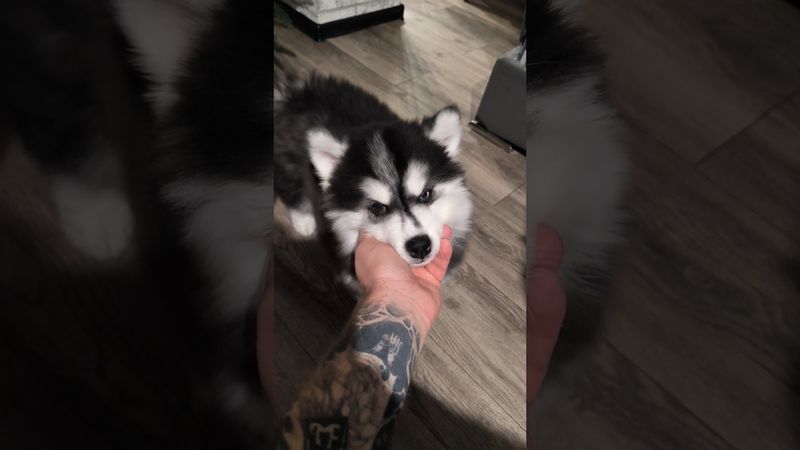 Суетология