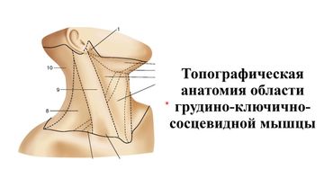 Топографическая анатомия грудиноключичнососцевидной области