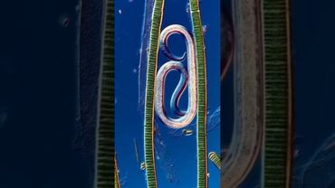 ​4 Квинтиллиона! Столько их живет рядом с нами 😱